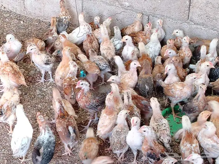 يتوفر صوص بعمر شهر 6