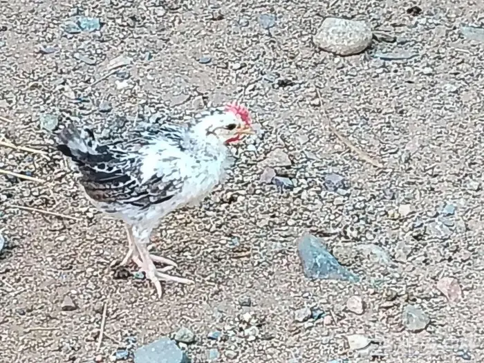 يتوفر صوص بعمر شهر 8