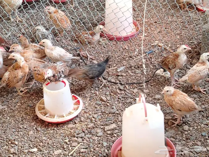 يتوفر صوص بعمر شهر 5