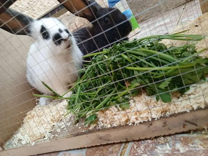 أرنب 2 للبيع 7