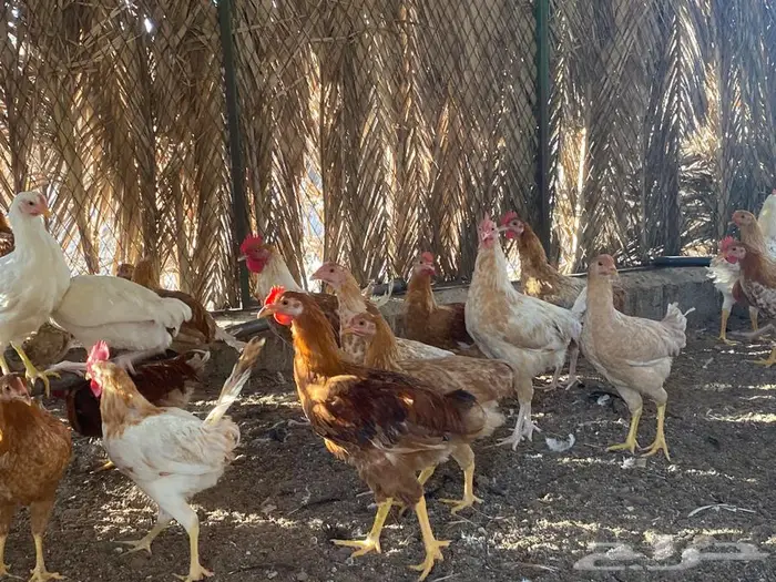 للبيع ديوك 0