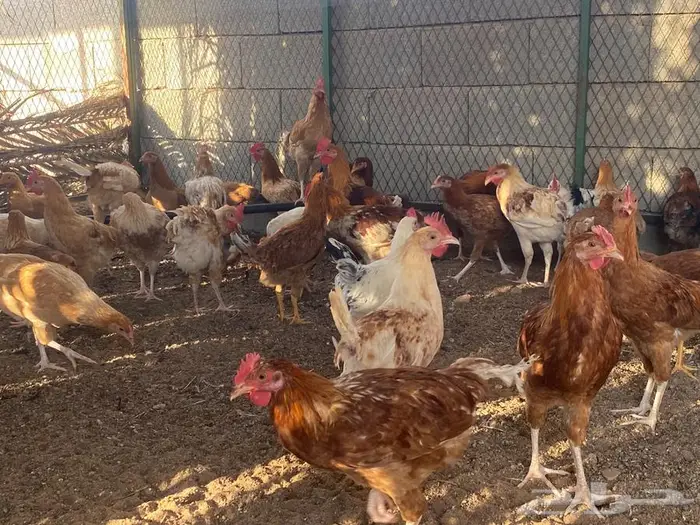 للبيع ديوك 1