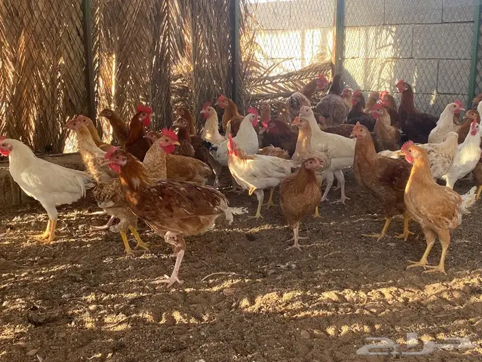 للبيع ديوك 2