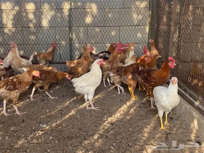 للبيع ديوك 4