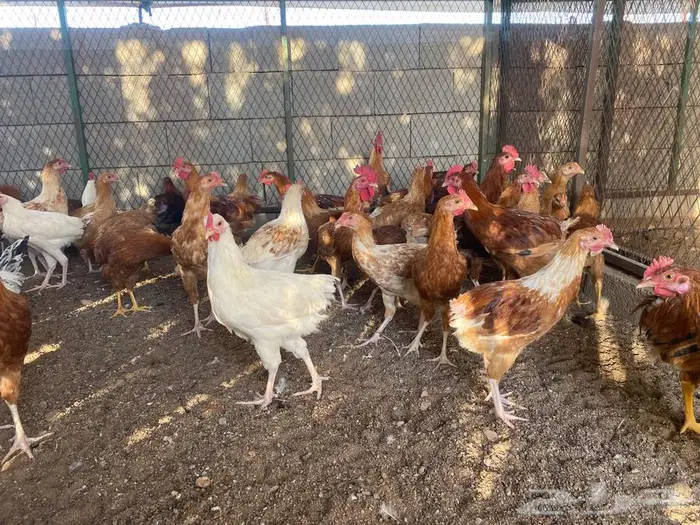 للبيع ديوك 5