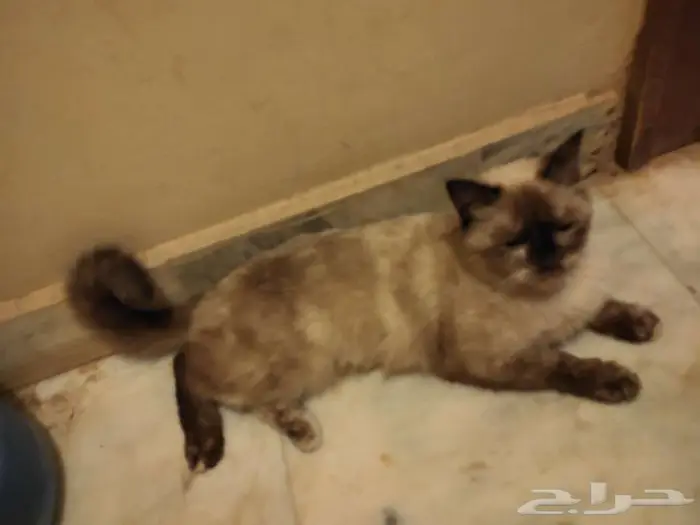 قطه للتبني بدون مقابل 0