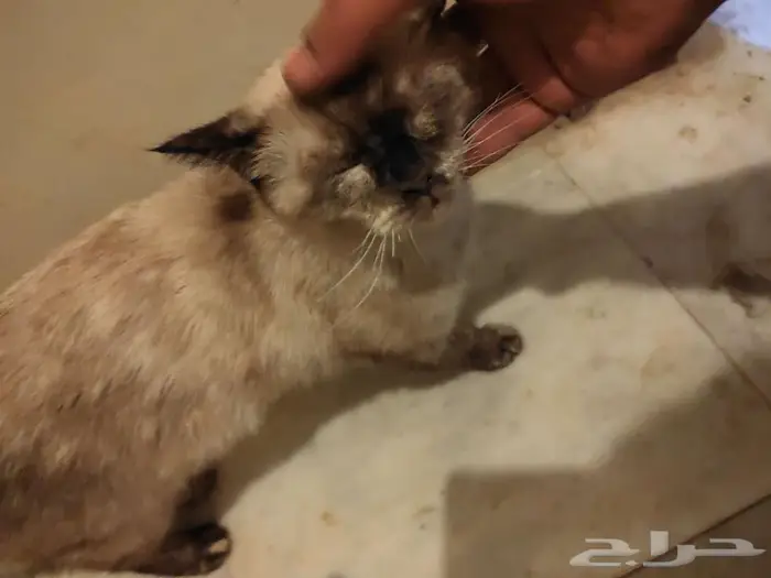 قطه للتبني بدون مقابل 1