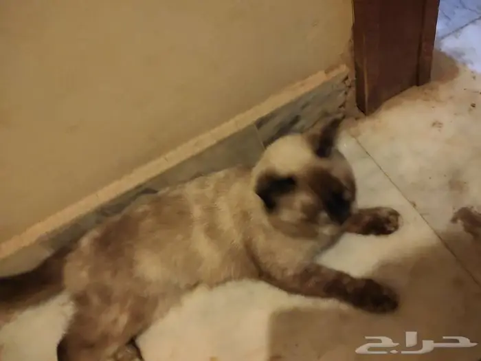 قطه للتبني بدون مقابل 2