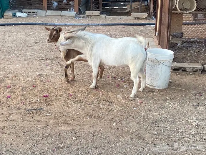 للبيع تيس قزم 0