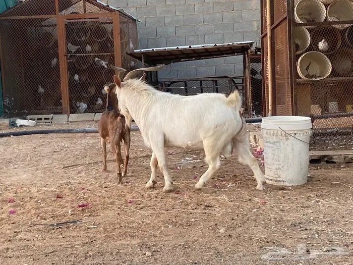 للبيع تيس قزم 1