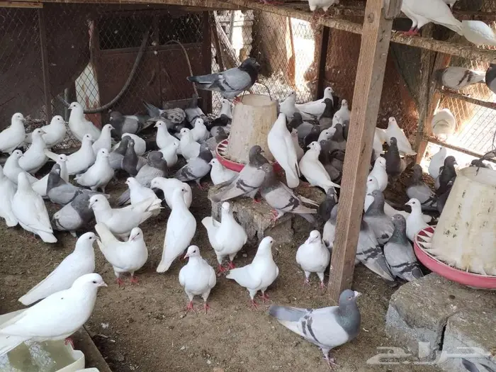 مشروع حمام فرنسي لاحم سوبر جامبو منتج سلفر وابيض 4