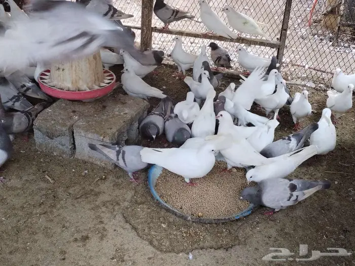 مشروع حمام فرنسي لاحم سوبر جامبو منتج سلفر وابيض 1