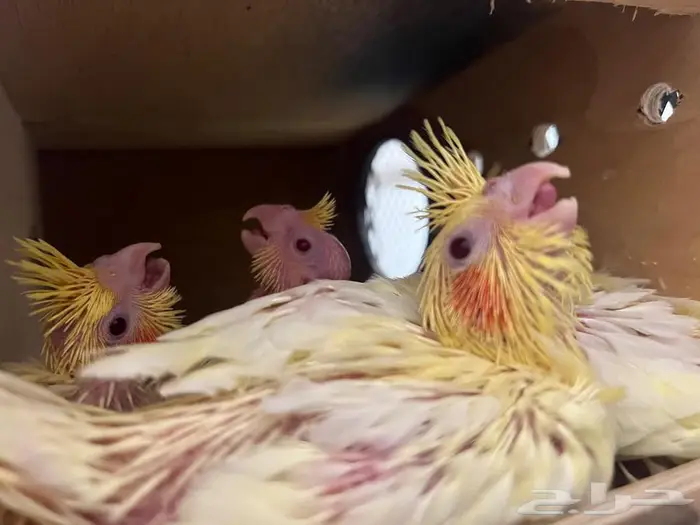 فرخ كروان لاتينو عيون حمرا 5