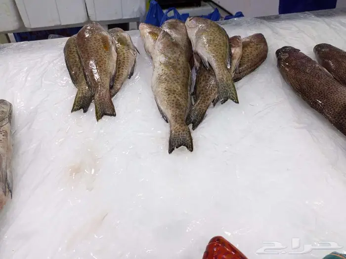 اسماك اليوم طازه 2