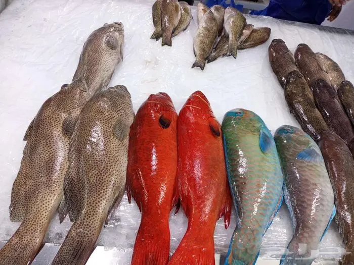 اسماك اليوم طازه 11