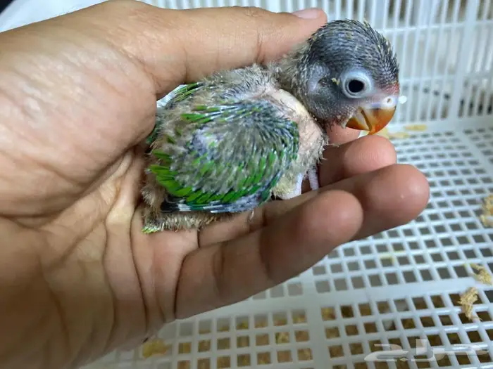 فرخ فيشر 70 ريال 0