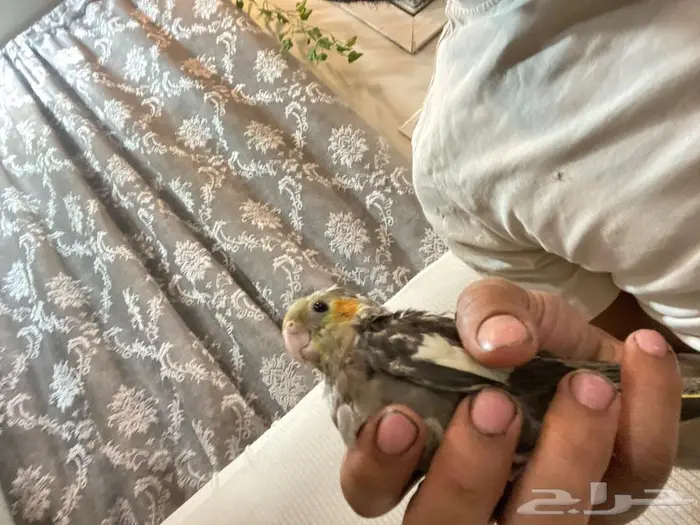 تركيب رافعات سيارات وبساتم مغاسل سيارات 29