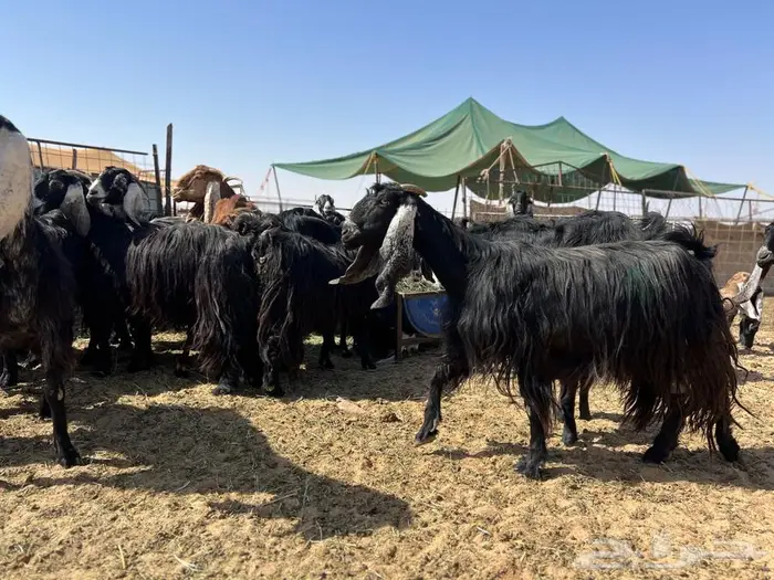 معزاء مواليد عوارض 0