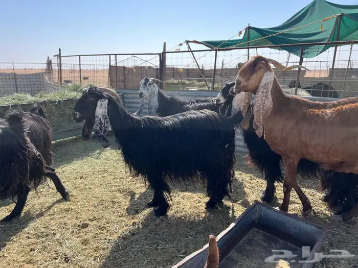 معزاء مواليد عوارض 1