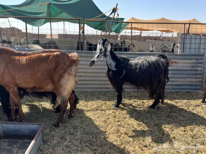 معزاء مواليد عوارض 2