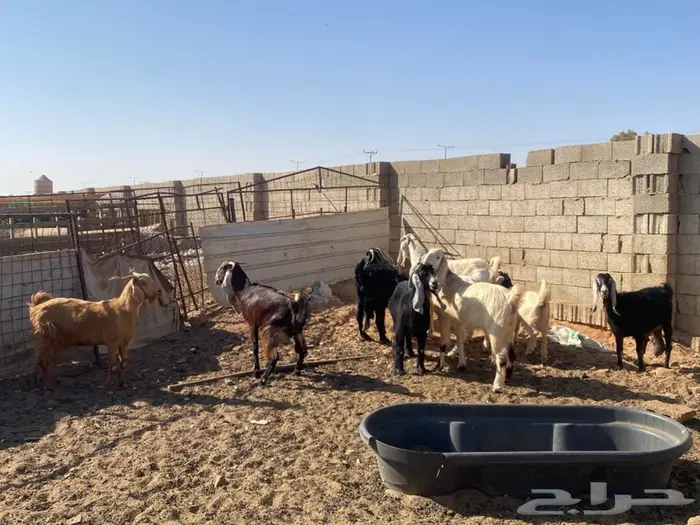 عندي معزاء لبيع الموقع الاحمديه 0