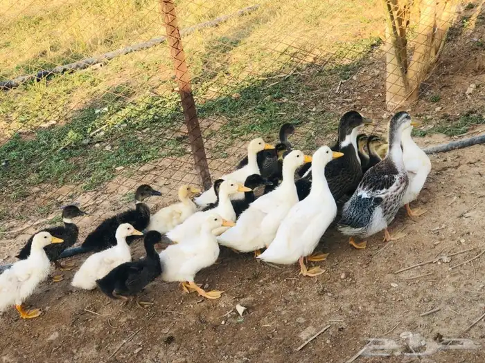 بط بكيني وشرشبر 3