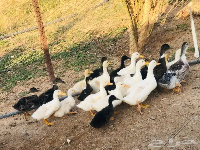 بط بكيني وشرشبر 0