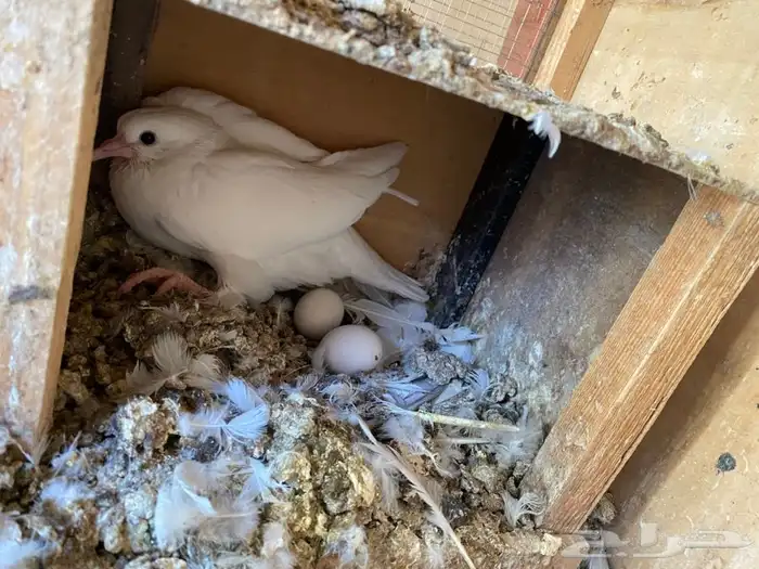 جوز غراني قطايف 2