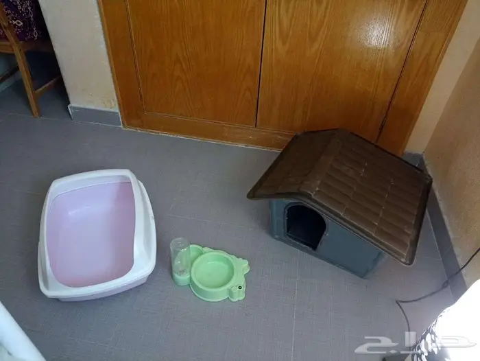 3 مستلزمات أساسية للقطط والكلاب الصغيرة 0