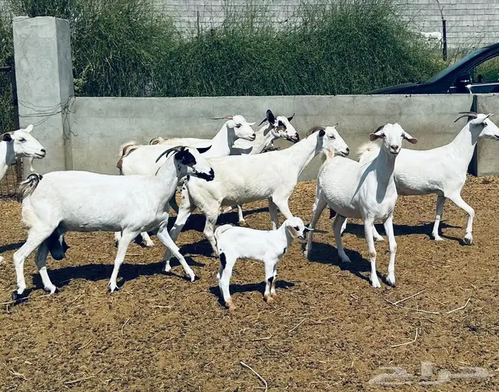 معزا بيشية ولد وقرايب 0