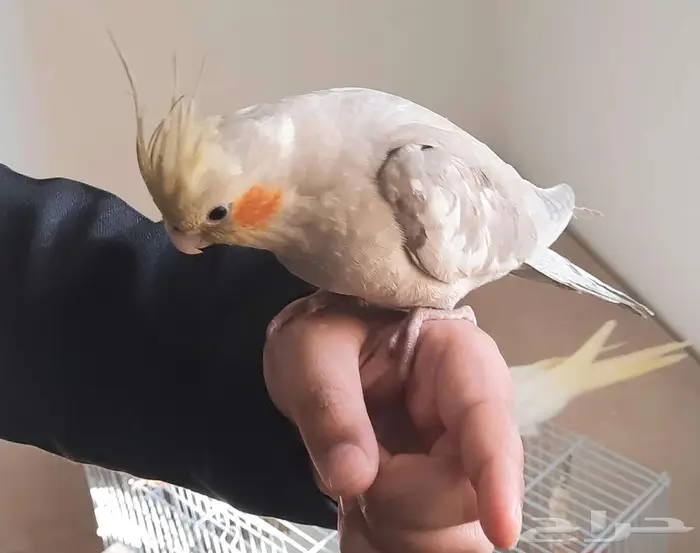 فروخ كراون لاتنيوم هولنديه متكلم الذكر مشالله 2