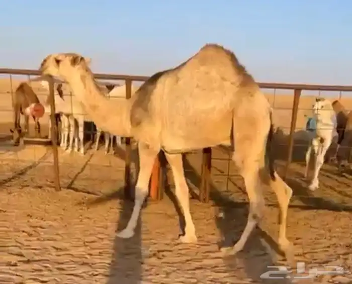 قعود حيسوني على التحليل شرط السن حق امه رمانيه طيبه 0