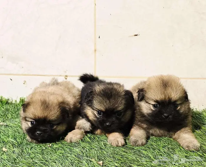 بومرينيم وميني توي بودل ويوركي وجيرمن 20