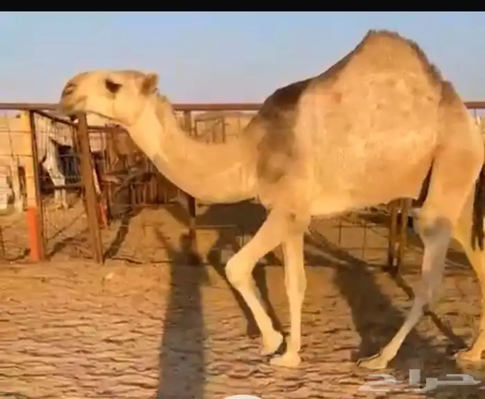 قعود حيسوني على التحليل شرط السن حق امه رمانيه طيبه 1