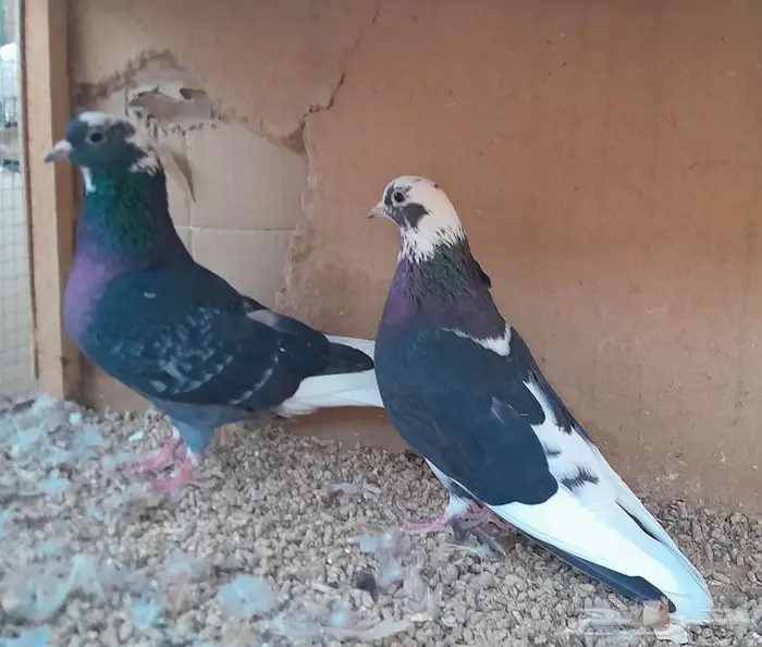 قطايف بالخرج 12