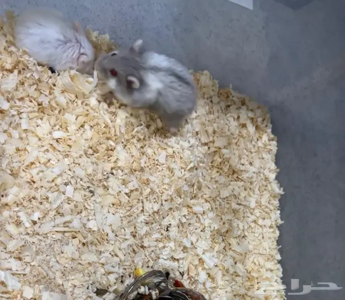 زوج هامستر روسي 0