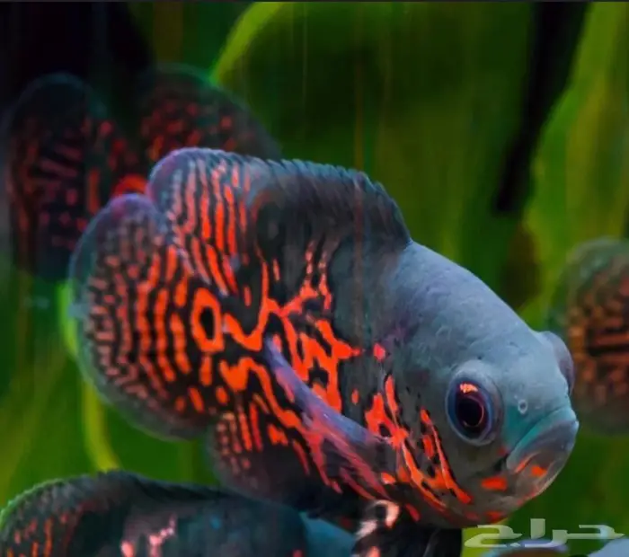 مطلوب سمك زينه نادر و مميز 0