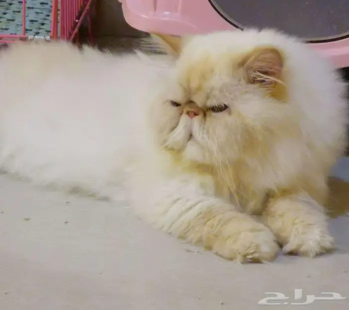 قطط بيكي فيس للتبني 0