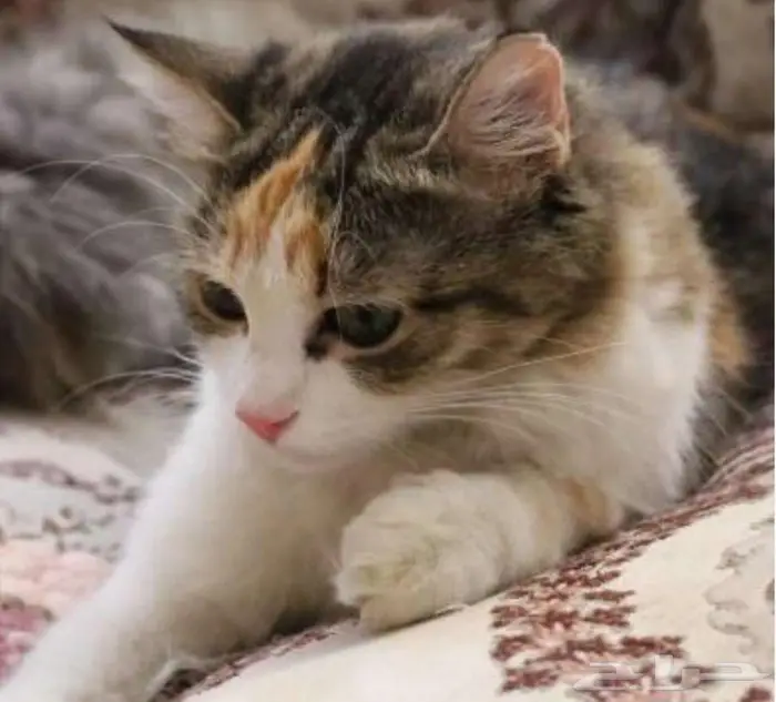 قطة شيرازي بحي طويق للتبني 0