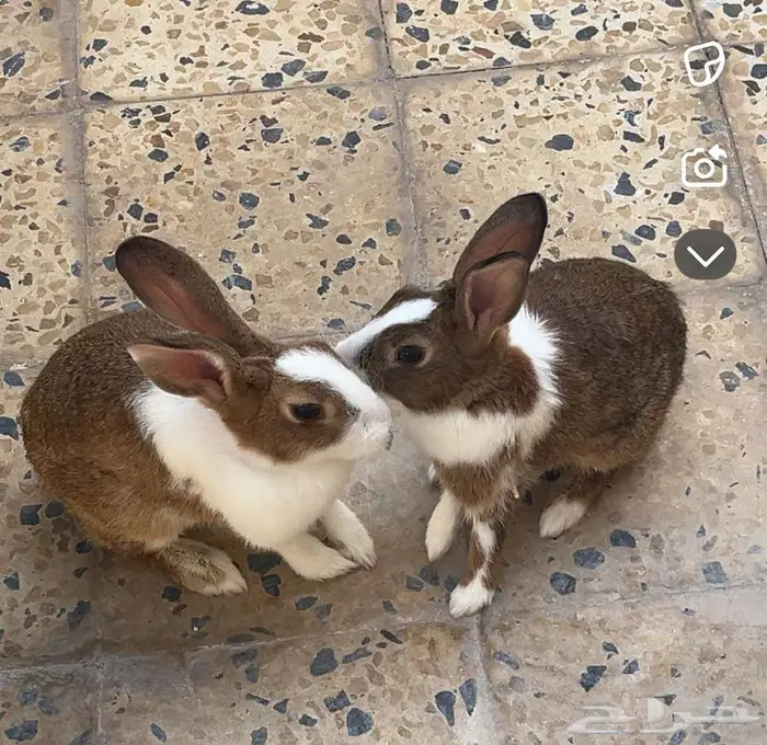 أرانب العدد 2 0