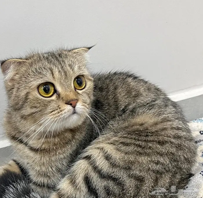 سكوتش للتبني 0