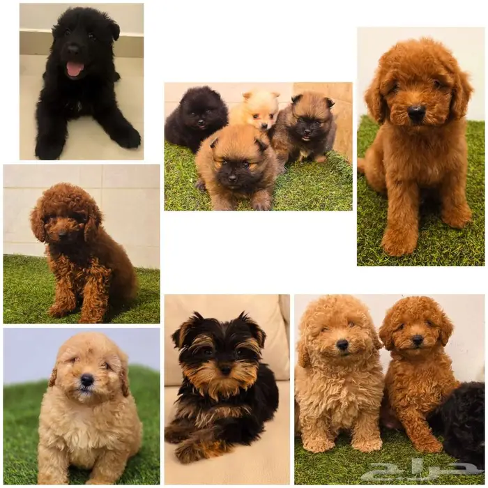 بومرينيم وميني توي بودل ويوركي وجيرمن 0