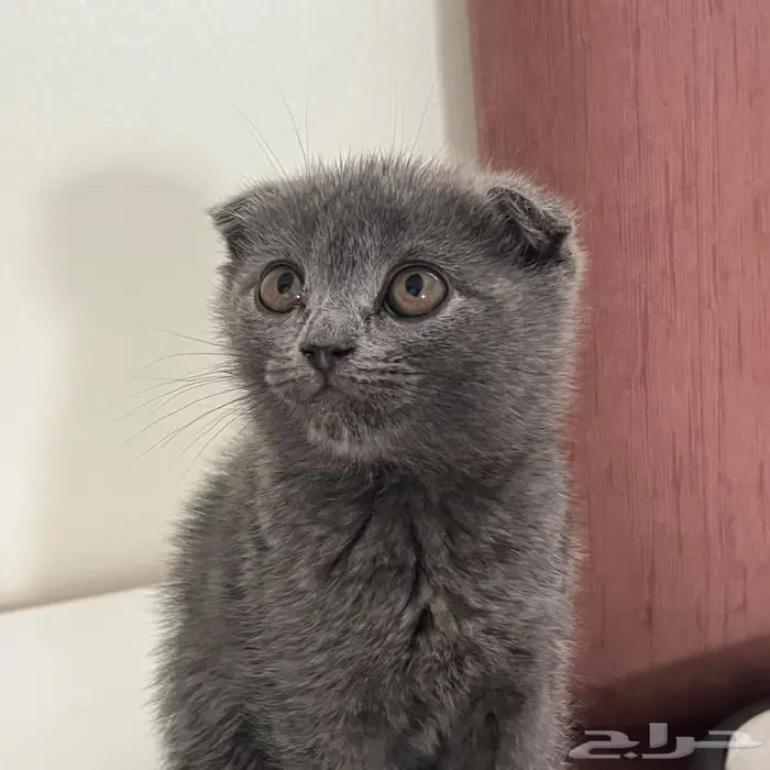 انثى سكوتش فولد للبيع . 0