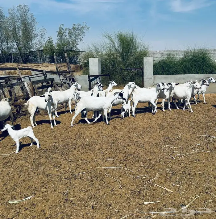 معزا بيشية ولد وقرايب 7