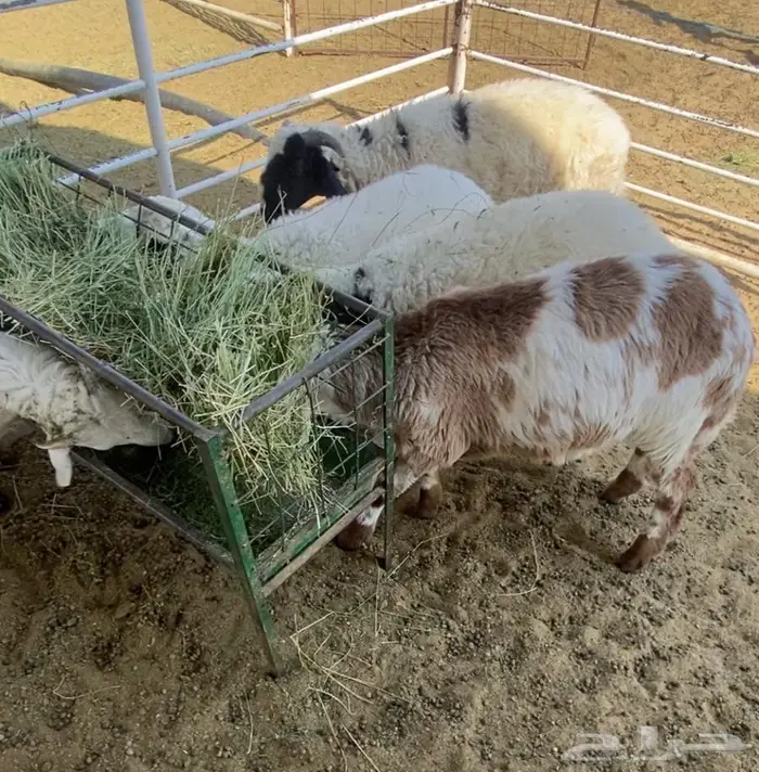 خرفان طيبات للبيع عدد 7 0