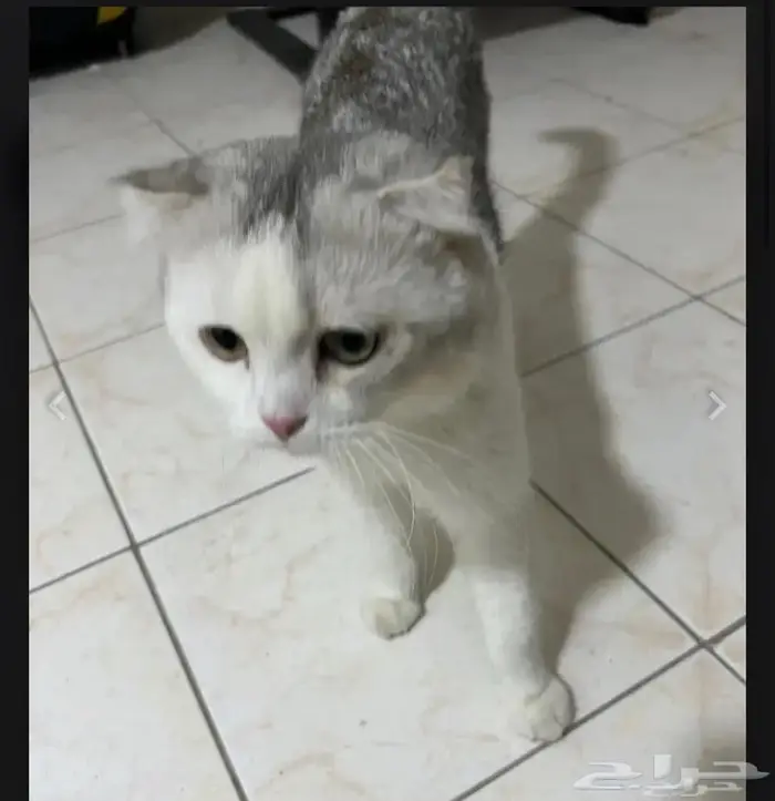 قط سكوتش فولد للتبني 1