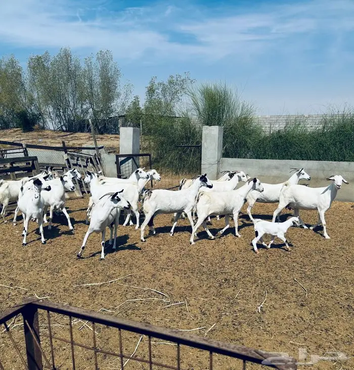 معزا بيشية ولد وقرايب 5