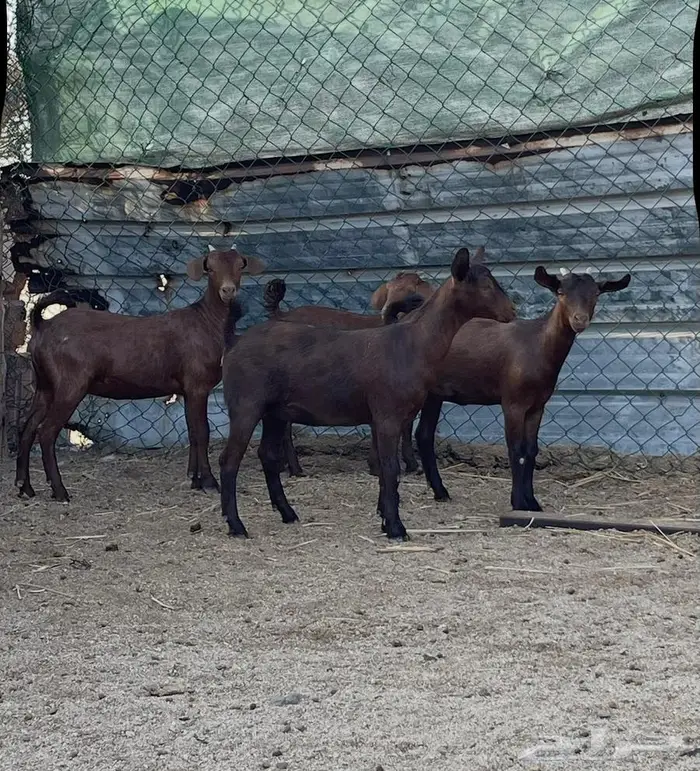 فحل ادهم ولد كلهاري منتج فواخر للبيع 5