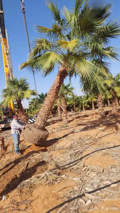 البيع نخل بلدي و شنطني شجار زيتنون index