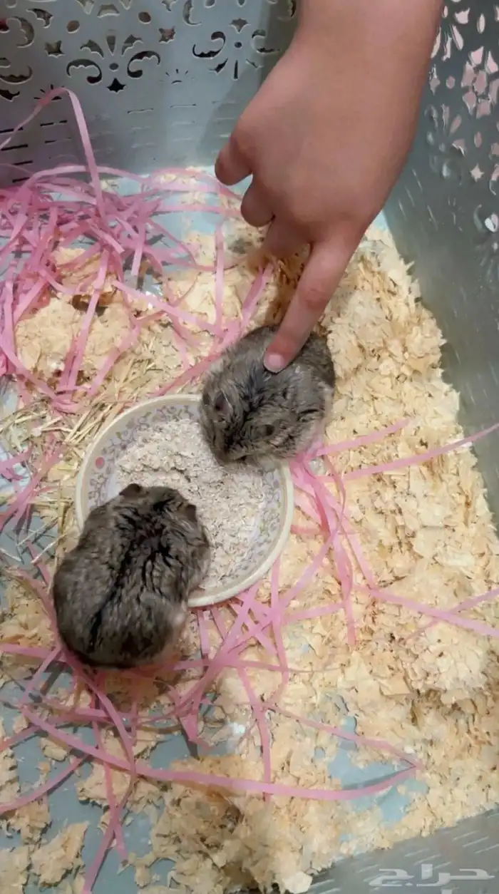 هامسترات روسيه 2